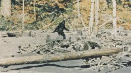 Capturing Bigfoot movie image 1020296