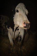 Cow poster