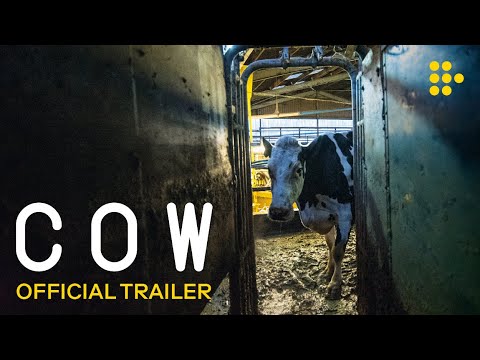 Cow trailer