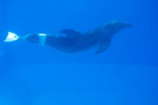 Dolphin Tale movie image 44281