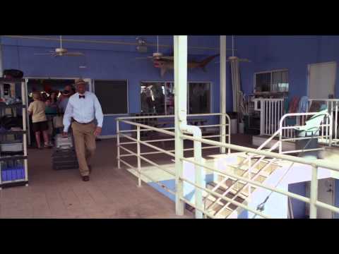 Dolphin Tale trailer