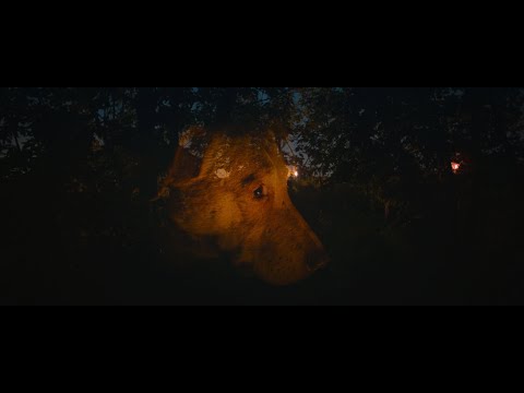 Dreaming Dogs trailer