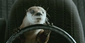 Furry Vengeance photo