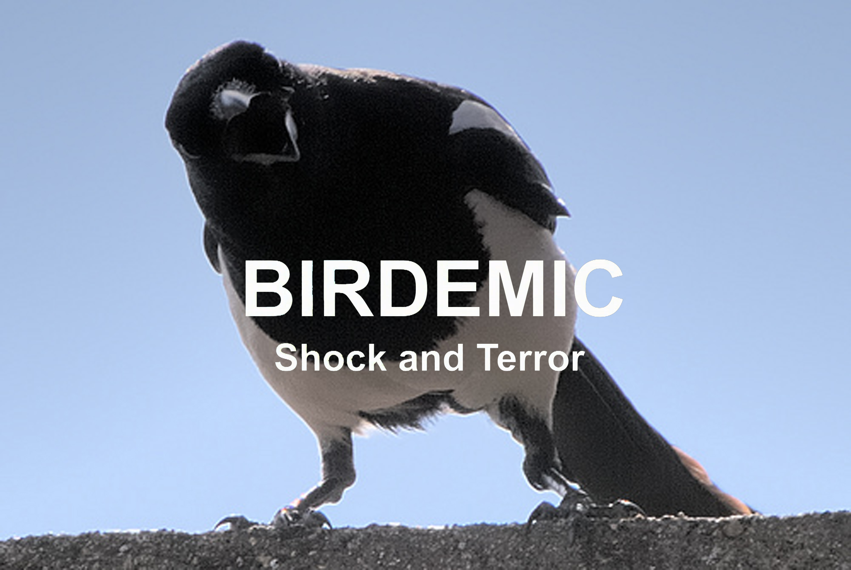 Птицекалипсис. Birdemic: Shock and Terror. Птицы калипсис ШОК И трепет.