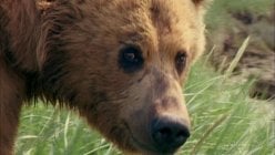 Grizzly Man movie image 1052