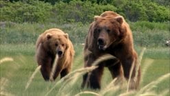 Grizzly Man movie image 1053