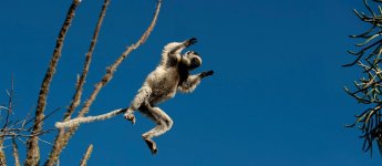 Island Of Lemurs: Madagascar movie image 152622