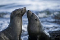 Fur Seals in the Galapagos Islands. 17184 photo