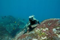 Marine Iguana near the Galapagos Islands. 17189 photo