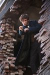 Fantastic Beasts and Where to Find Them movie image 383898