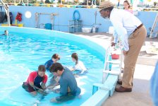Dolphin Tale movie image 44283