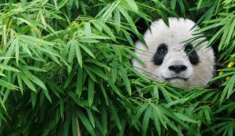 Pandas movie image 488270