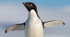 Penguins movie image 489397