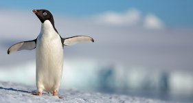Penguins movie image 489398