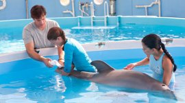 Dolphin Tale movie image 50226