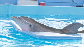 Dolphin Tale movie image 50228