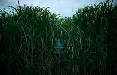 In The Tall Grass movie image 540117