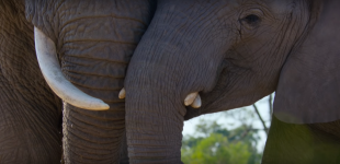 Elephants movie image 555269