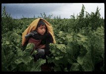 The Harvest/La Cosecha movie image 56557