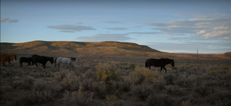 The Mustangs: America's Wild Horses movie image 609927