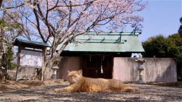 The Cats of Gokogu Shrine movie image 766861