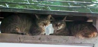 The Cats of Gokogu Shrine movie image 766863