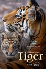 Tiger poster