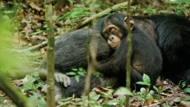 Chimpanzee movie image 83388