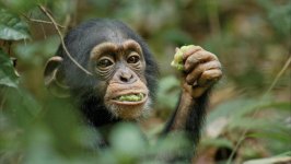 Chimpanzee movie image 83389