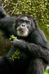 Chimpanzee movie image 87440