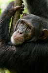 Chimpanzee movie image 87441
