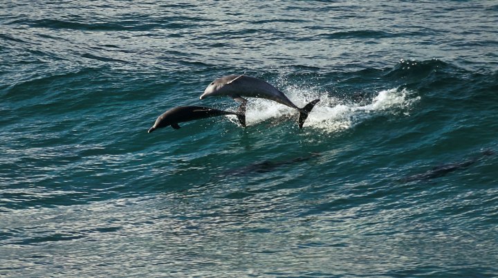  Bottlenose dolphin near the coast of Australia.