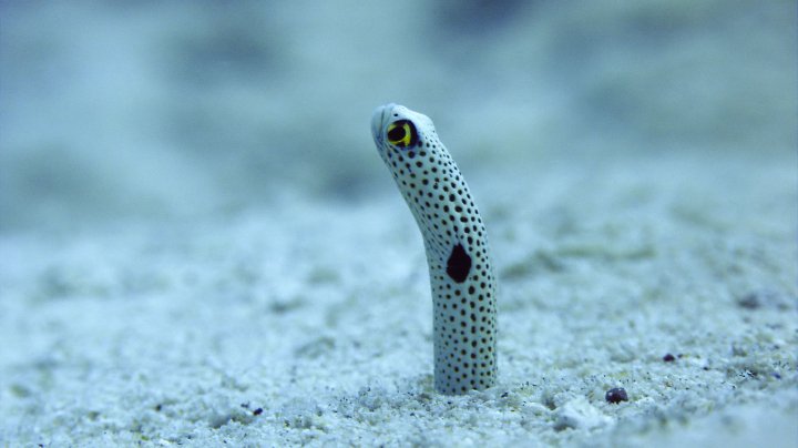  Garden Eel in Indonesia's Lembeh Strait.