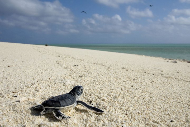  Green Turtle near the Mozambique Channel.