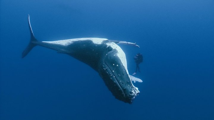  Humpback Whale near Rurutu, French Polynesia.
