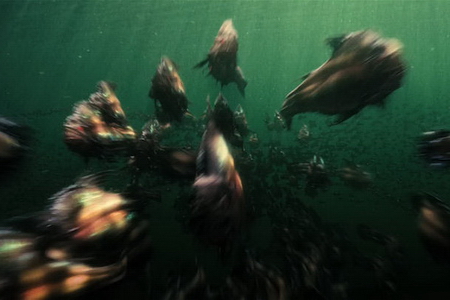Piranha 3D (2010) movie photo - id 22295