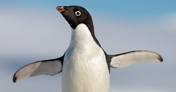 Penguins (2019) movie photo - id 489397