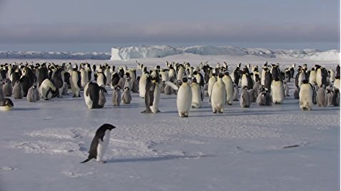 Penguins (2019) movie photo - id 489399