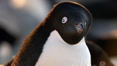Penguins (2019) movie photo - id 489400