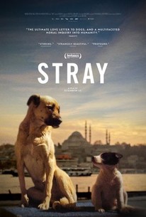 Stray (2021) movie photo - id 576795
