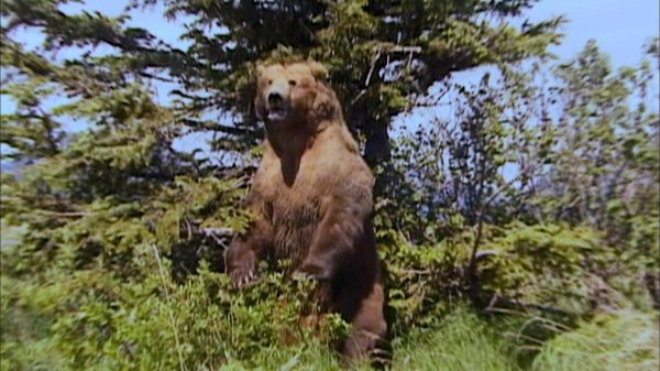 Grizzly Man (2005) movie photo - id 1050
