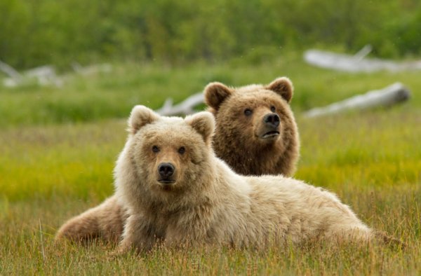 Bears (2014) movie photo - id 126902
