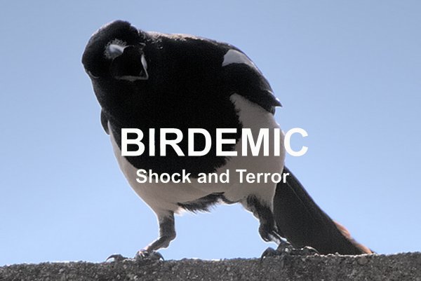 Birdemic: Shock and Terror (2012) movie photo - id 12849