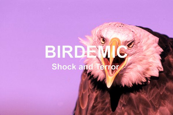 Birdemic: Shock and Terror (2012) movie photo - id 12850