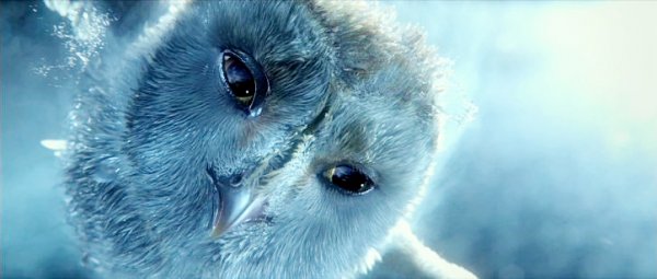 Legend of the Guardians: The Owls of Ga'Hoole (2010) movie photo - id 14721