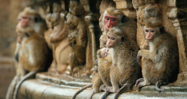 Monkey Kingdom (2015) movie photo - id 166390