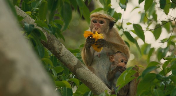 Monkey Kingdom (2015) movie photo - id 189100