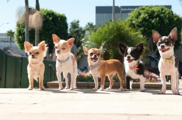 Beverly Hills Chihuahua 2 (2011) movie photo - id 39375