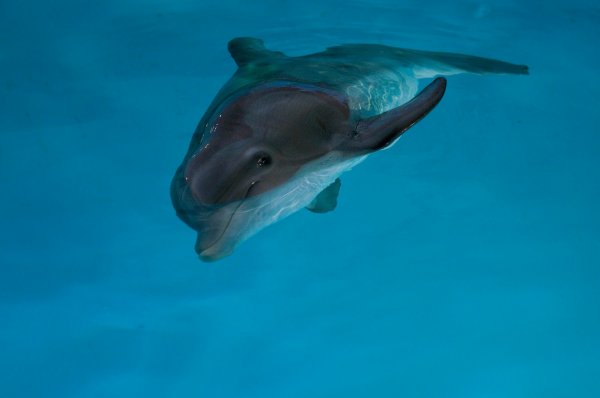 Dolphin Tale (2011) movie photo - id 44279
