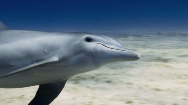 Dolphin Reef (2020) movie photo - id 488108